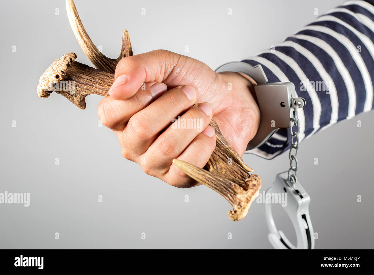 Avvisatore acustico e grillo.Concetto di atti criminali e il traffico illegale di commercio di specie selvatiche. Foto Stock