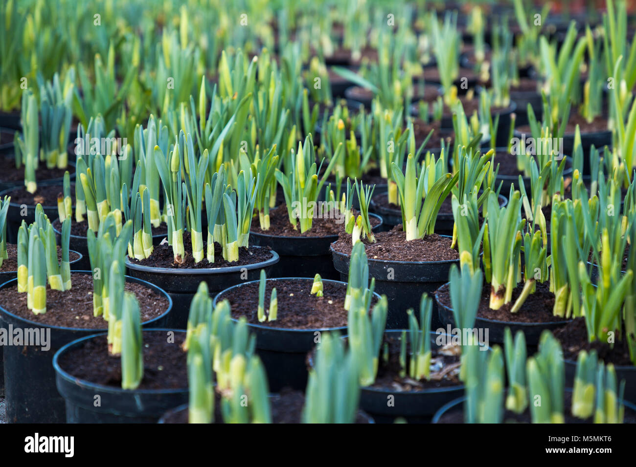 Una massa di vasi di narcisi con i loro germogli emergenti Foto Stock