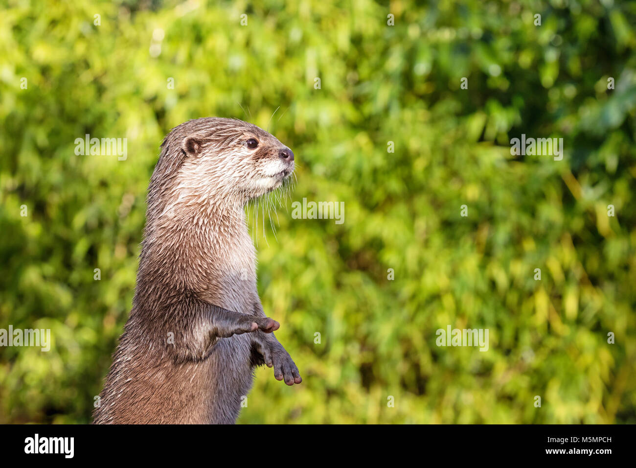 Oriental piccoli artigli di lontra in piedi sulle sue zampe posteriori. Questa è la più piccola lontra specie nel mondo ed è indigeno del welands del Sud e S Foto Stock