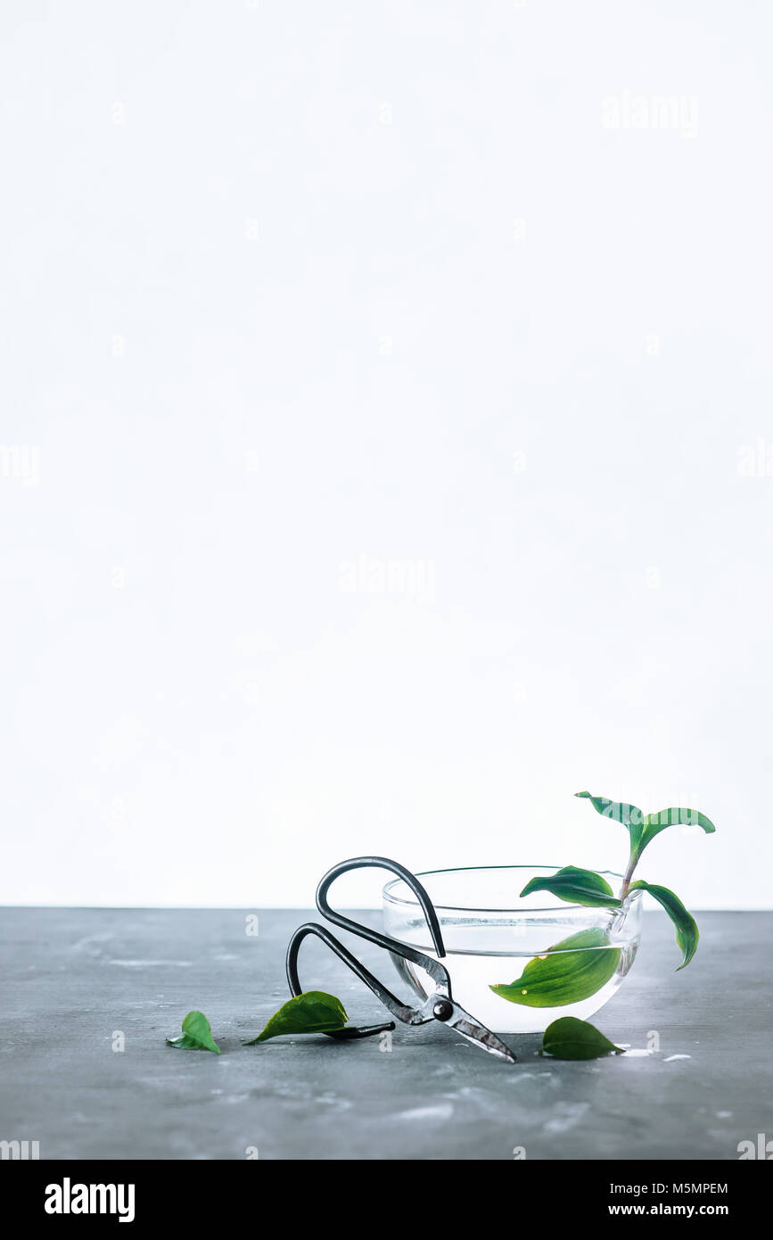 Pianta verde in un round in recipiente di vetro con il giardinaggio forbici Cinesi e le goccioline di acqua su di una retroilluminazione e calcestruzzo sfondo con copia spazio. Molla minimalista concetto. Foto Stock