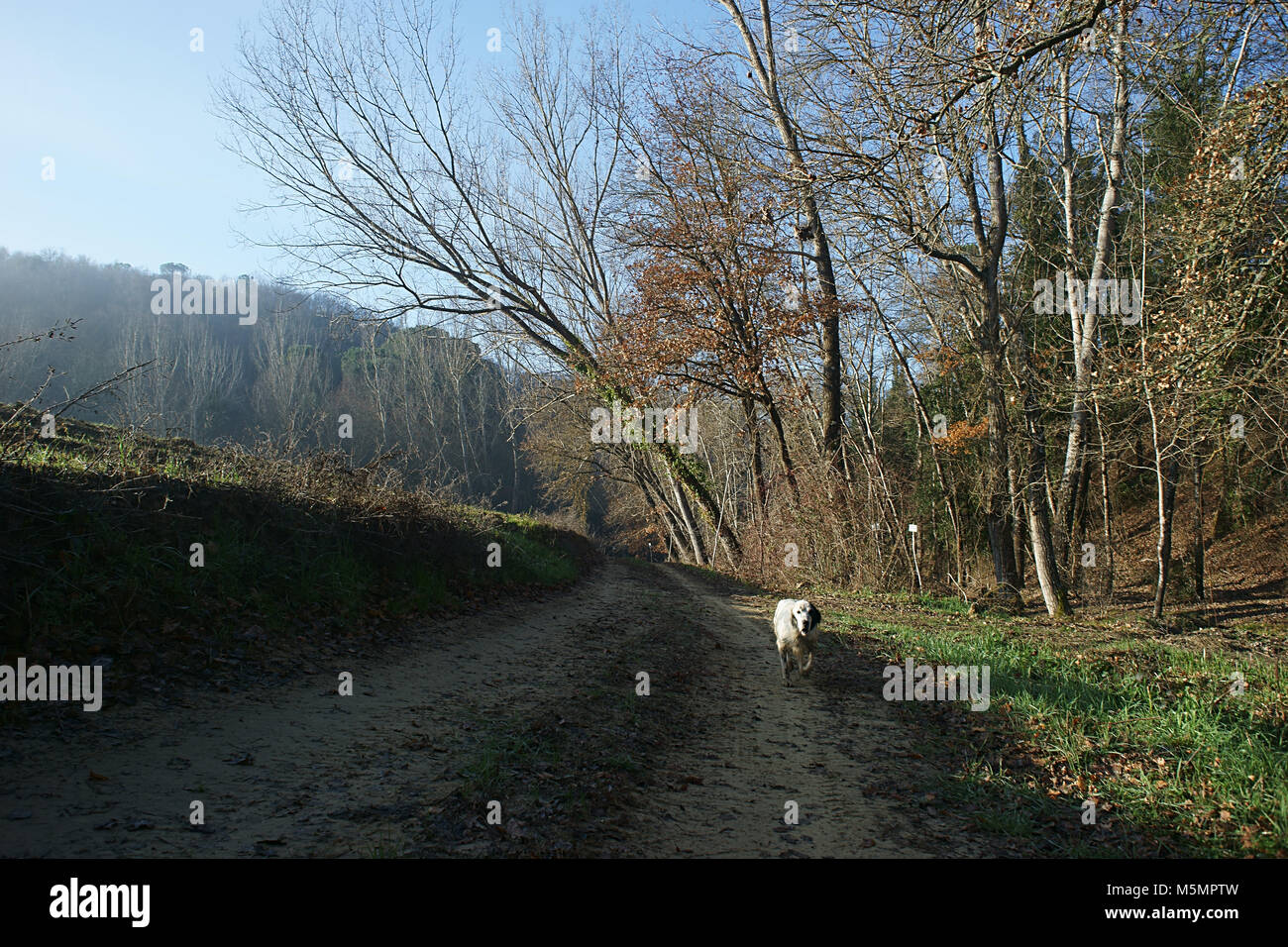 Cane da caccia a correre verso la telecamera nei boschi - Toscana, Italia Foto Stock