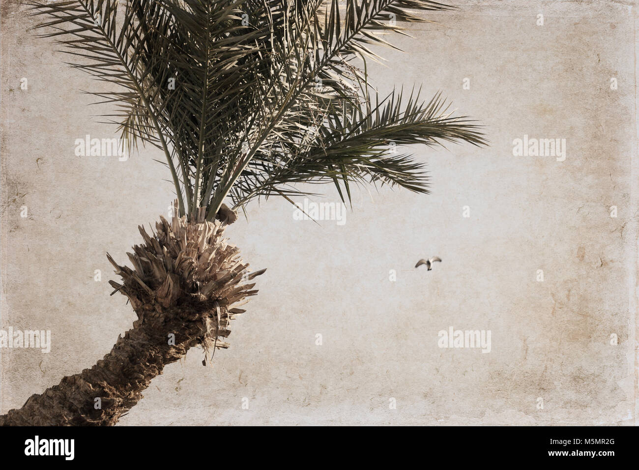 Le opere in stile vintage, Palm e flying pigeon, cielo blu Foto Stock