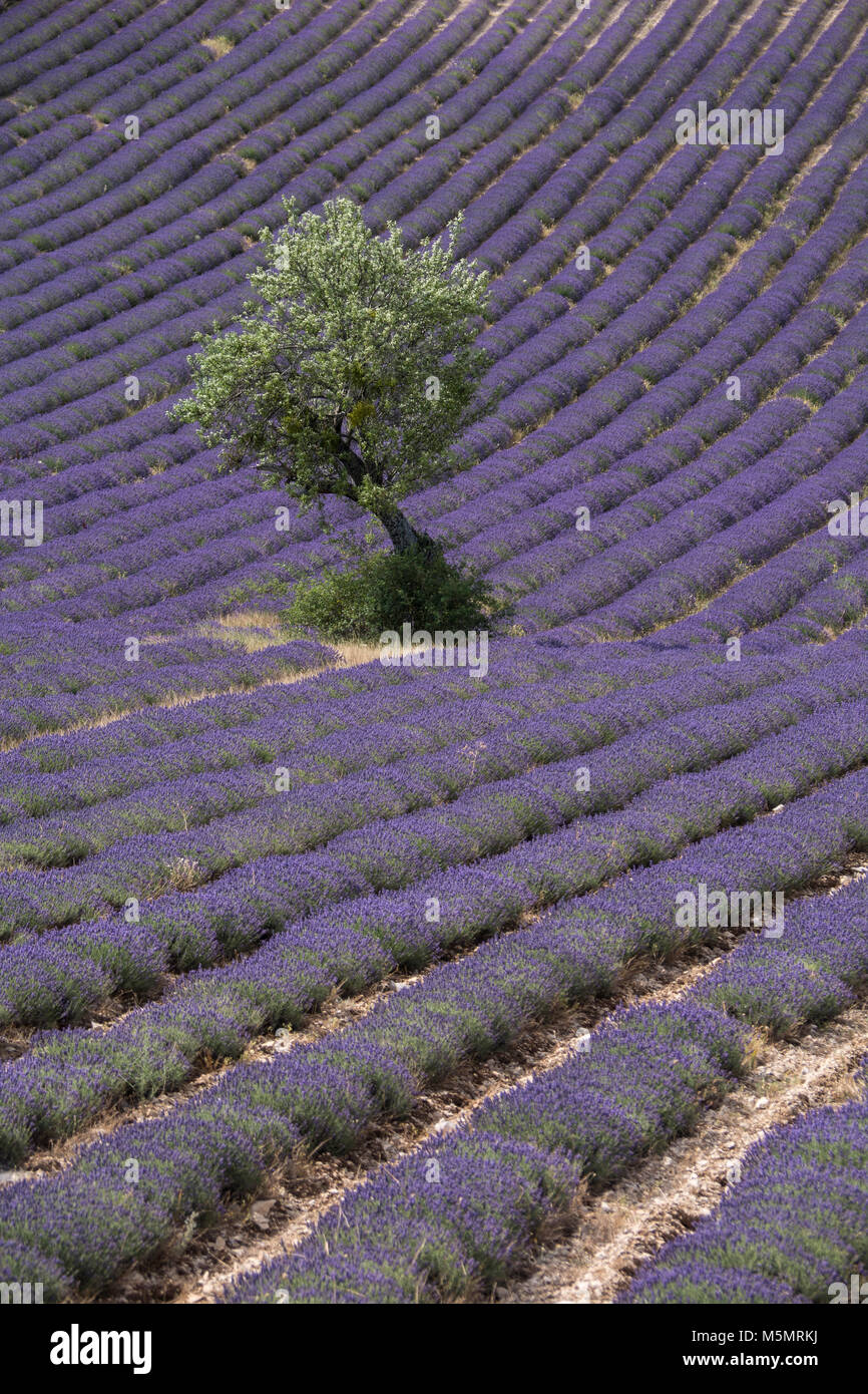 Lavendelfeld bei Ferrassières, Provenza, Frankreich, Europa Foto Stock