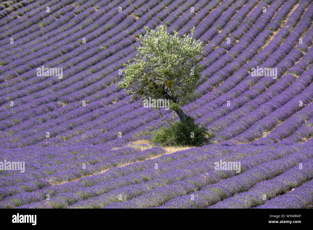 Lavendelfeld bei Ferrassières, Provenza, Frankreich, Europa Foto Stock