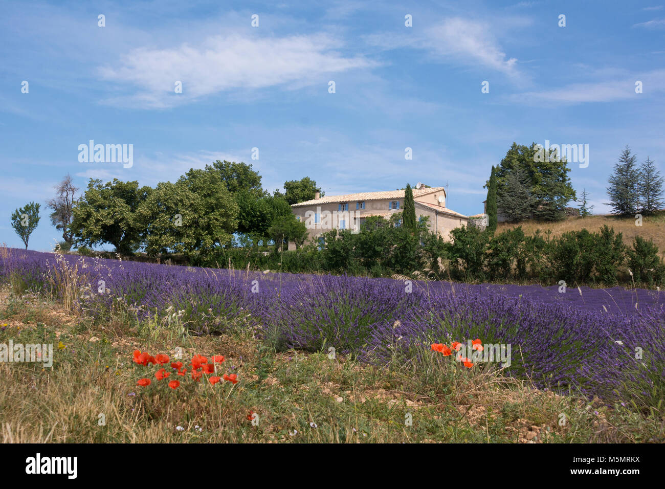 Lavendelfeld bei Ferrassières, Provenza, Frankreich, Europa Foto Stock