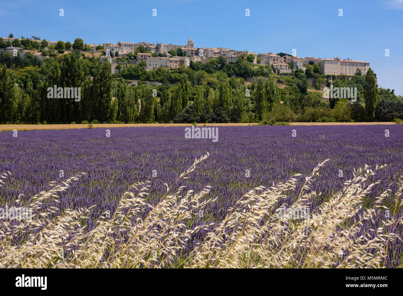 Lavendelfeld bei Sault, Provenza, Frankreich, Europa Foto Stock