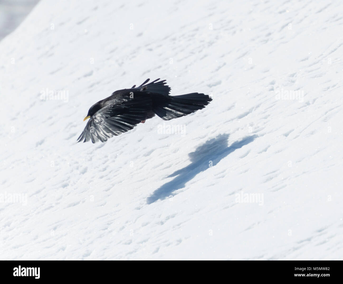 Gracchio alpino (Pyrrhocorax graculus) in volo durante i mesi invernali in Svizzera Foto Stock