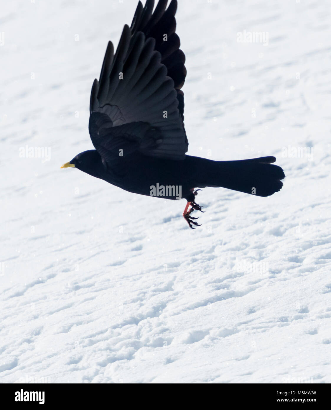 Gracchio alpino (Pyrrhocorax graculus) in volo durante i mesi invernali in Svizzera Foto Stock