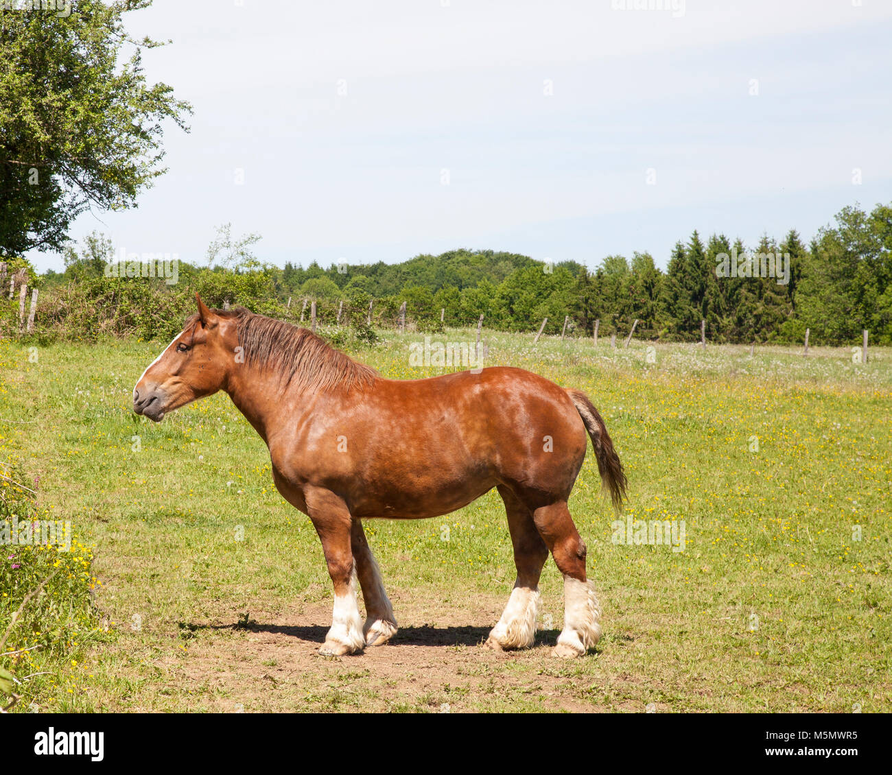 Progetto belga cavallo, Brabancon, Brabant, in un pascolo invernale in una vista di profilo. Pezzata marrone castagna con calzini bianchi. Foto Stock