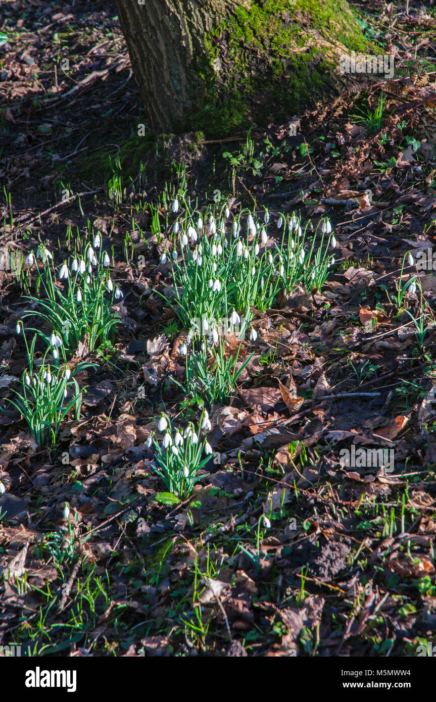 Galanthus (bucaneve) cresce nei boschi. Foto Stock