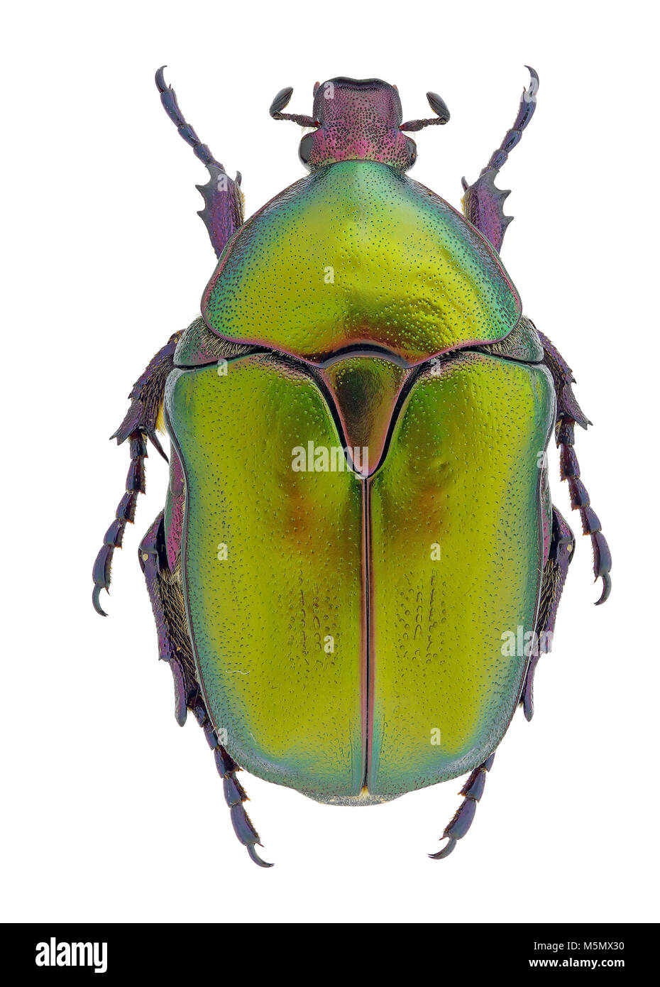 Cuprea Protaetia dalla Grecia (estremo dettaglio) Foto Stock