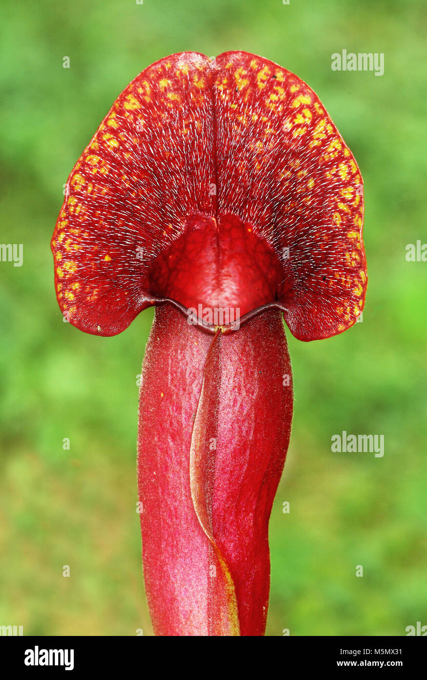 Brocche di Sarracenia purpurea, una pianta carnivora Foto Stock