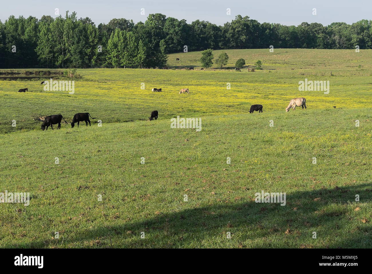 A nord del Mississippi pascolo con bestiame al pascolo. Foto Stock