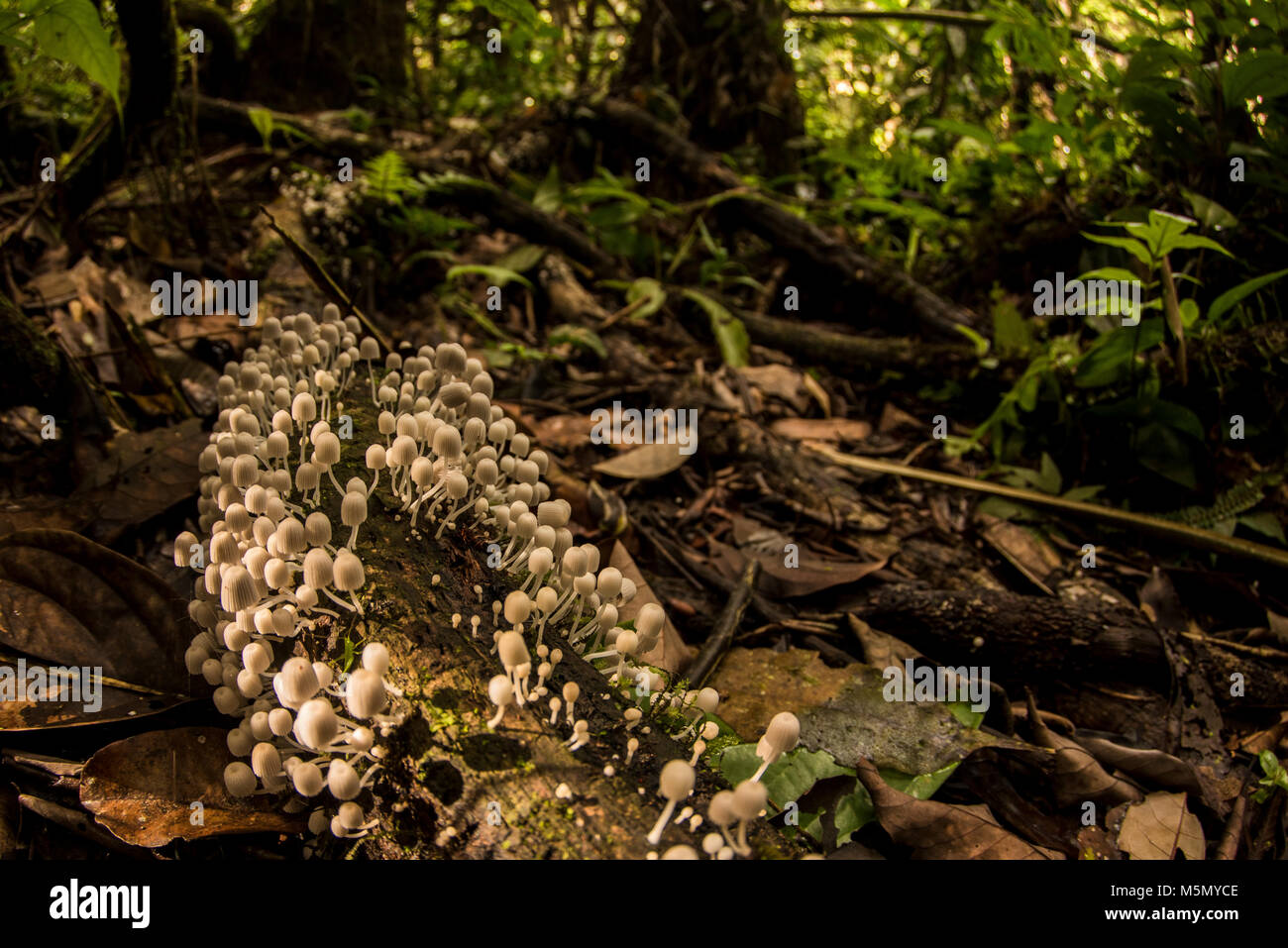 Molti funghi bianco crescere su un registro di marcire nella giungla colombiana. Foto Stock