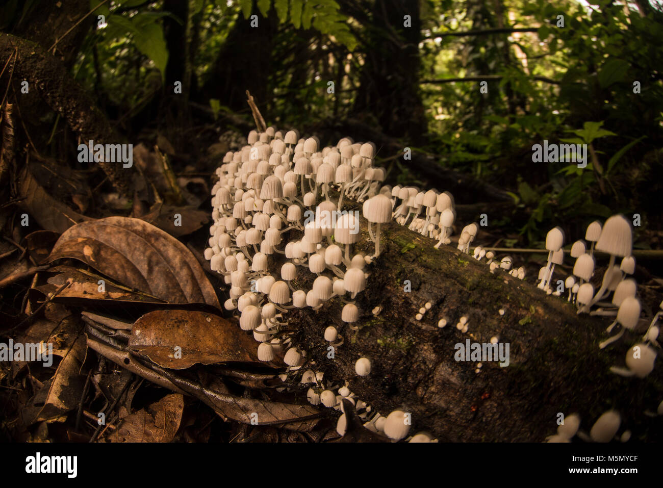 Molti funghi bianco crescere su un registro di marcire nella giungla colombiana. Foto Stock