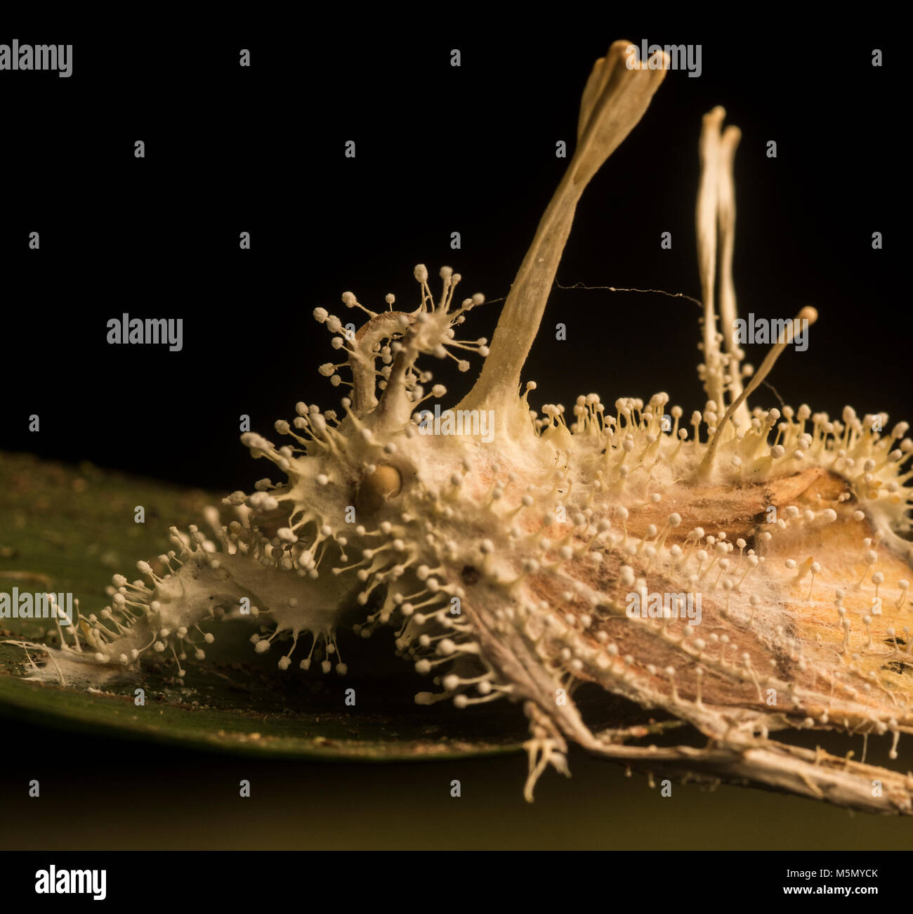 Una falena che è stato preso in consegna e ucciso da un parassita fungo cordyceps. Foto Stock