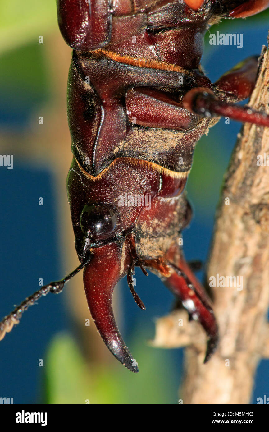 Marrone rossastro Stag Beetle (Lucanus capreolus) su impianto Foto Stock