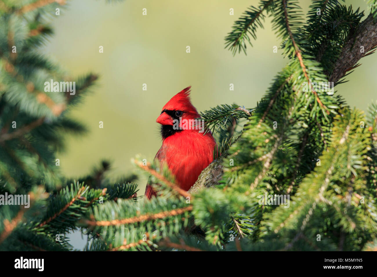 Maschio rosso cardinale settentrionale (Cardinalis cardinalis) Foto Stock