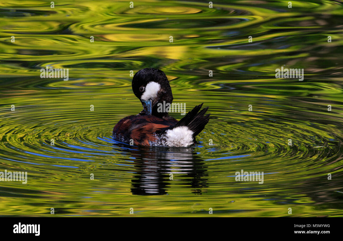 Ruddy duck (Oxyura jamaicensis) sull'acqua. prening Foto Stock