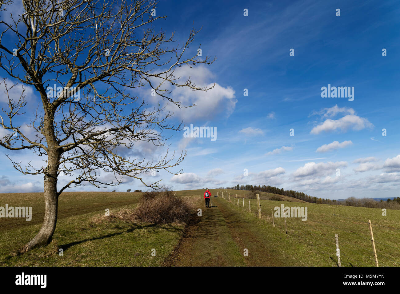 A piedi femmina sul South Downs Way South Downs National Park West Sussex Foto Stock