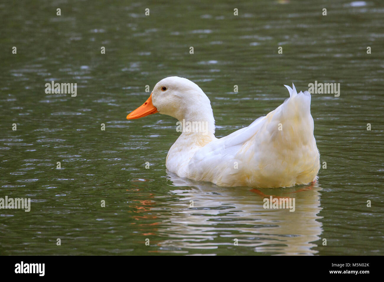 Addomesticazione Mallard duck su un laghetto. Foto Stock