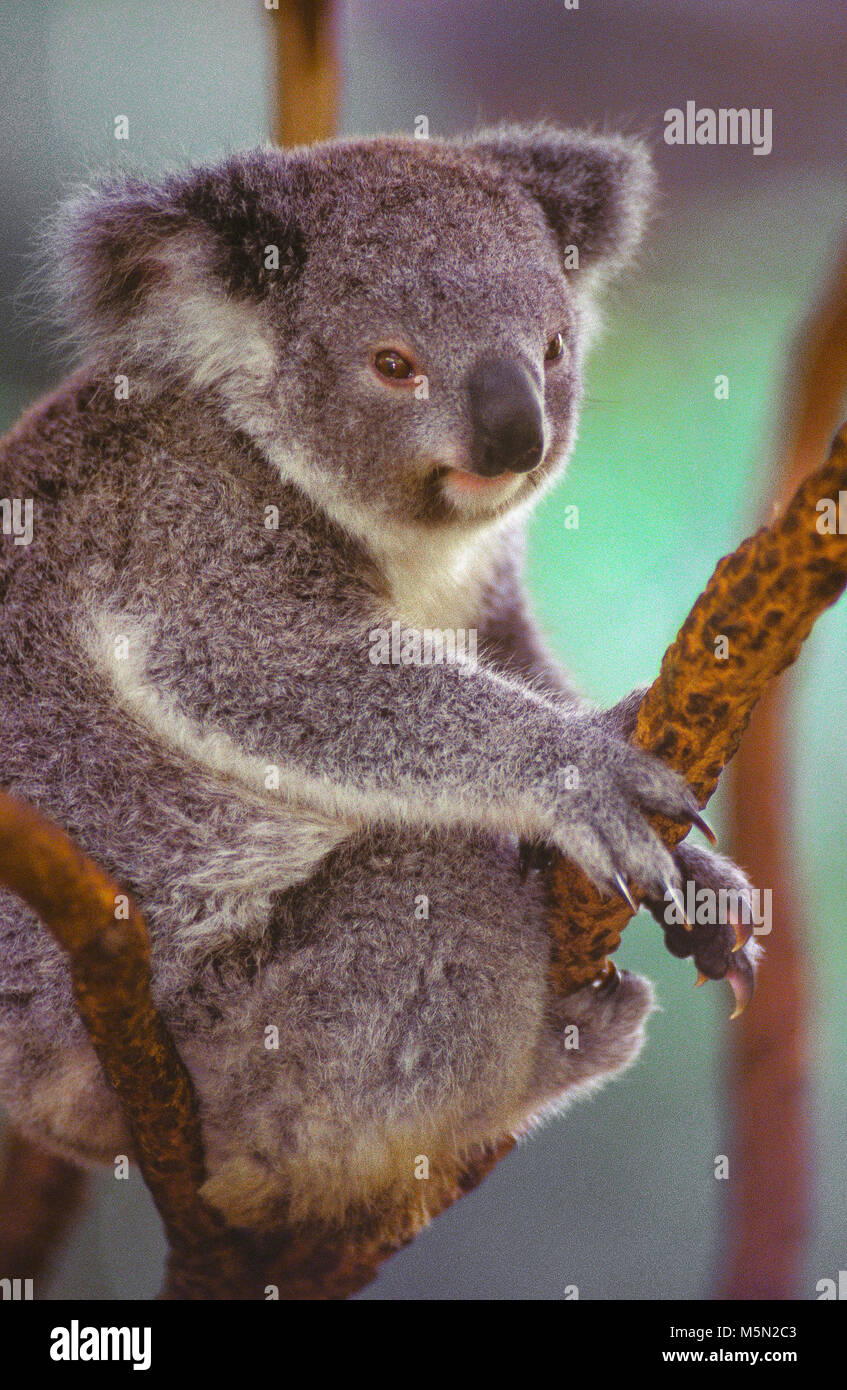 Il Koala (Phascolarctos Cinereus, spesso erroneamente indicato come "koala bear") è un erbivoro arboree marsupiale, nativo di Australia. Il Koala è trovato nelle zone costiere del continente australiano di regioni orientali e meridionali, abitare Queensland, Nuovo Galles del Sud, Victoria e South Australia. Nella foto: un koala in appoggio in una struttura ad albero. Foto Stock