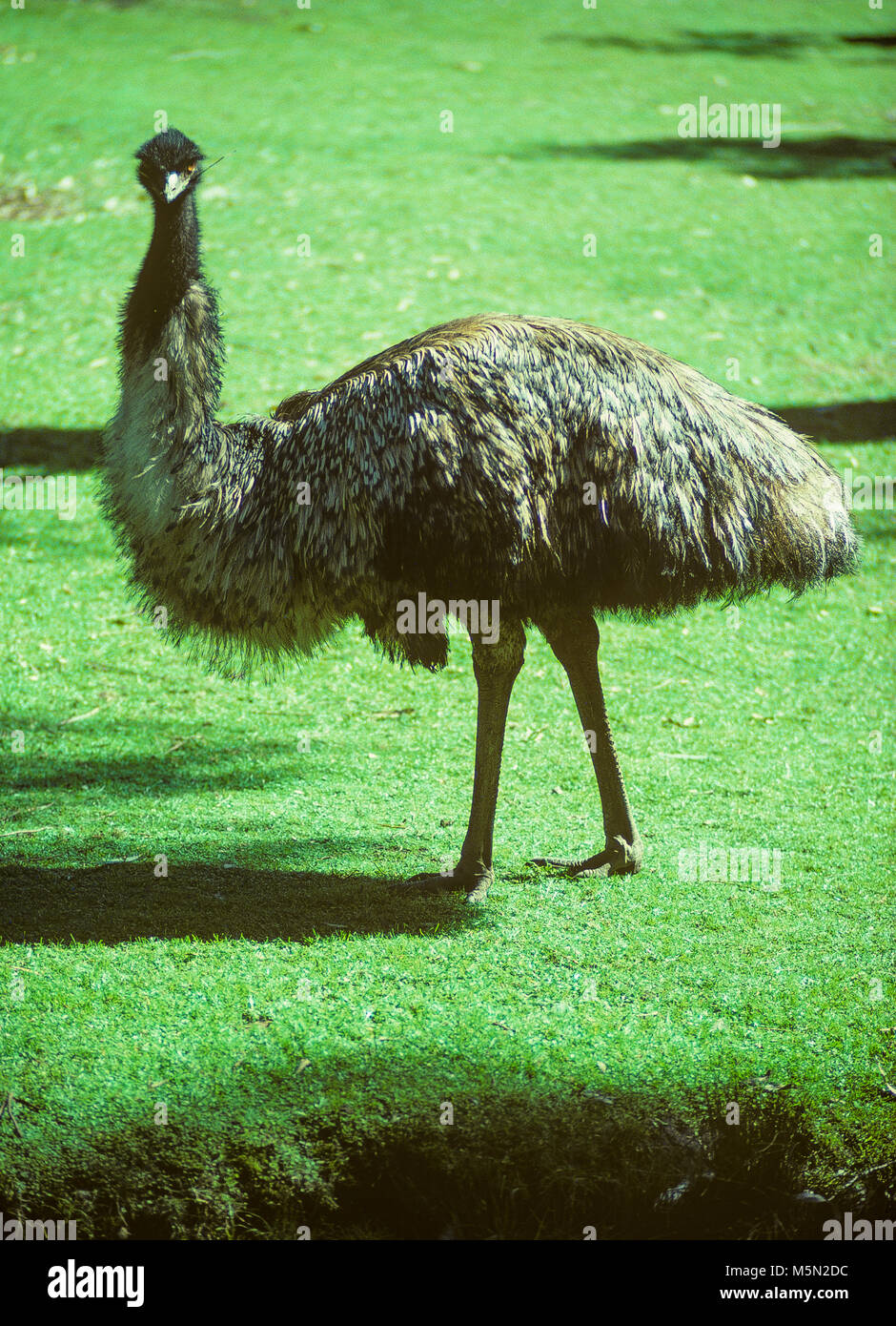 L'EMU (Dromaius Novaehollandiae) è il secondo più grande uccello vivo per altezza, dopo lo struzzo. È endemico in Australia dove è il più grande uccello nativo. L'emu gamma copre la maggior parte del continente australiano. Essi sono di soft-selvaggina di penna, marrone, flightless uccelli e può arrivare fino a 6 m di altezza. Essi viaggiare a grandi distanze e può sprint fino a 50 km/h (31mph). Foto Stock