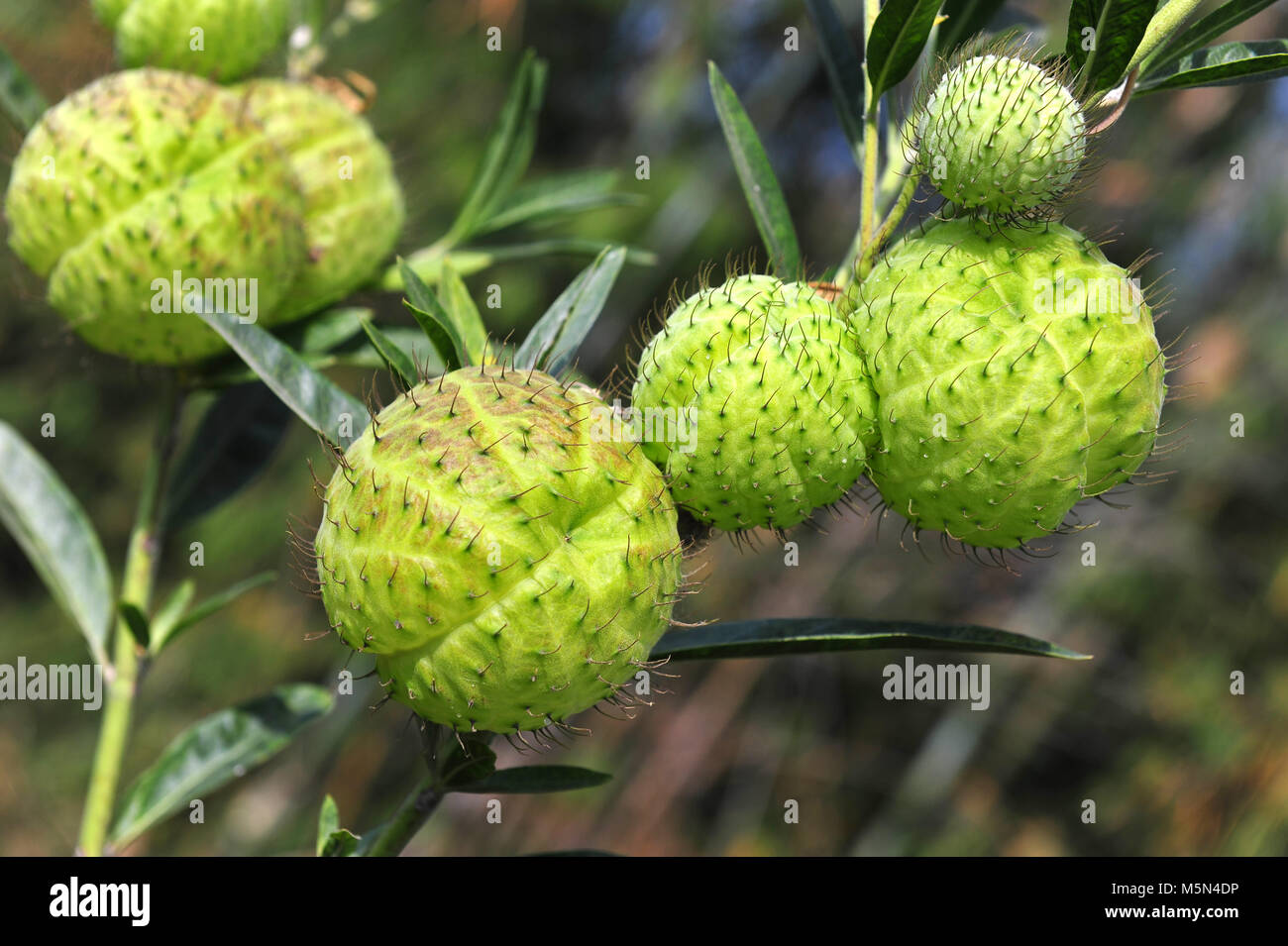Balloonplant o cotone a palloncino bush sul maso di montagna Foto Stock
