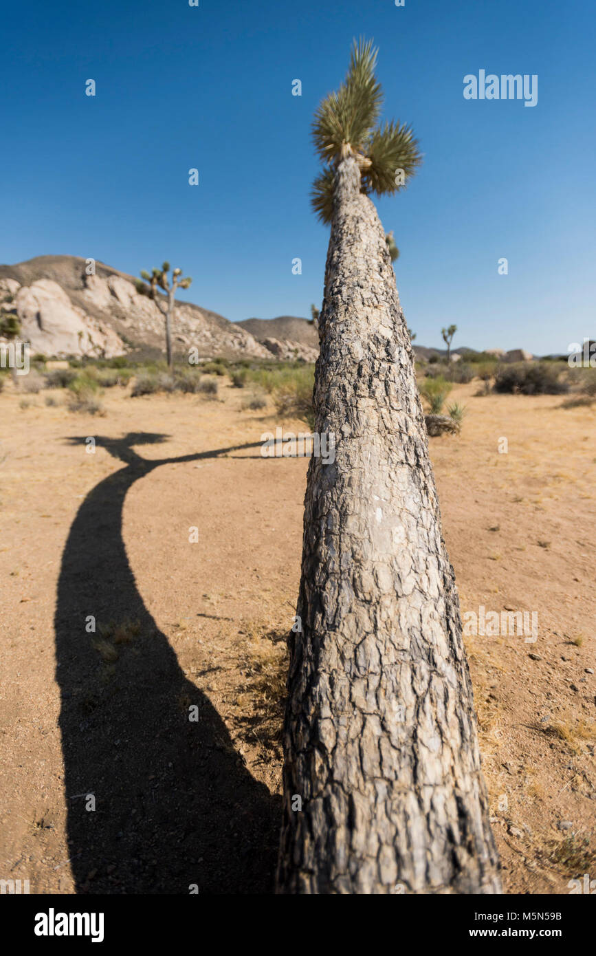 Inclinazione Joshua tree al Padiglione degli orrori . Foto Stock
