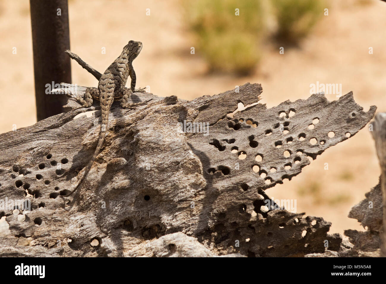 Lizard su un dead Joshua Tree . Foto Stock