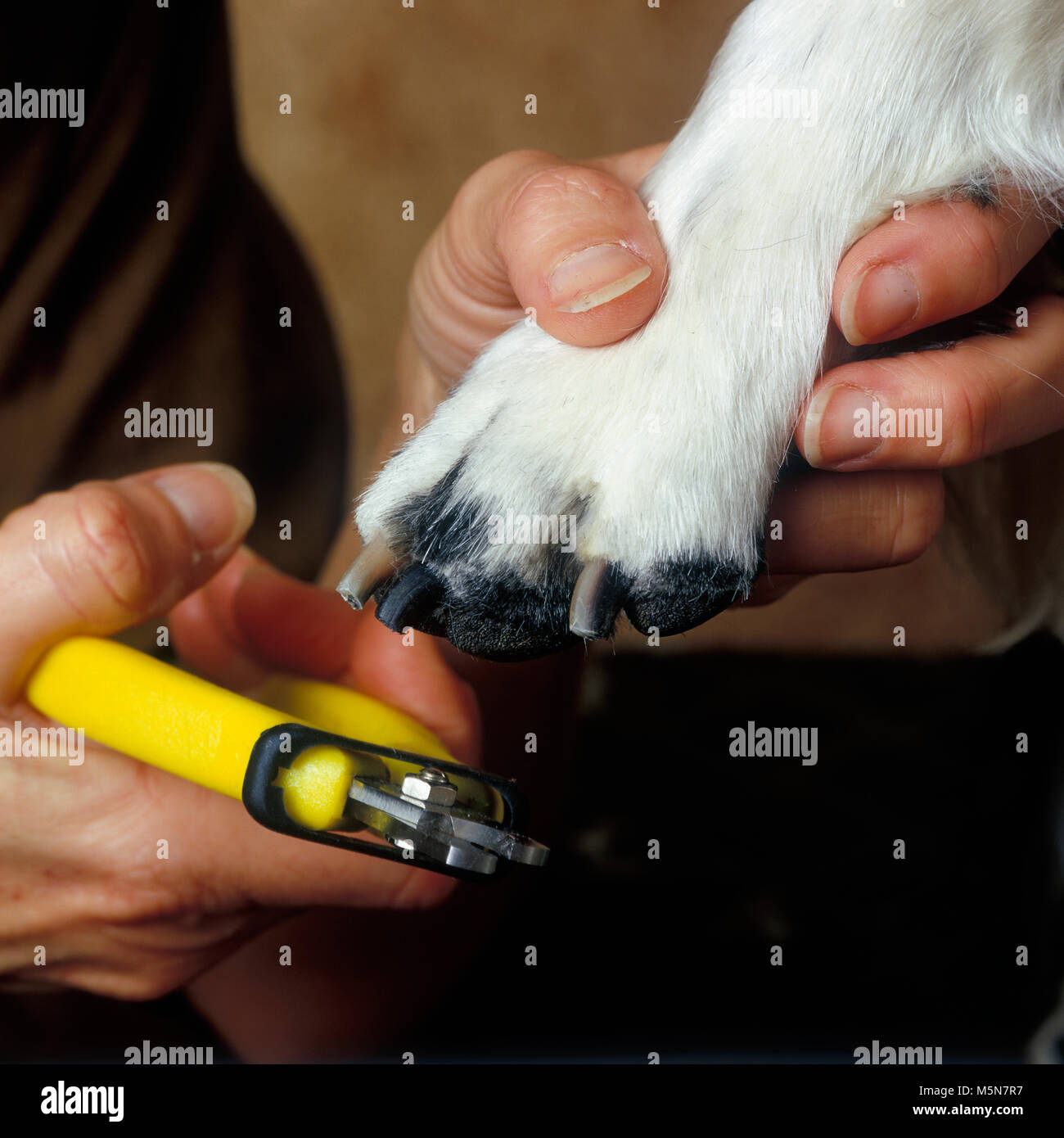 Cuting artigli su un cane Foto Stock