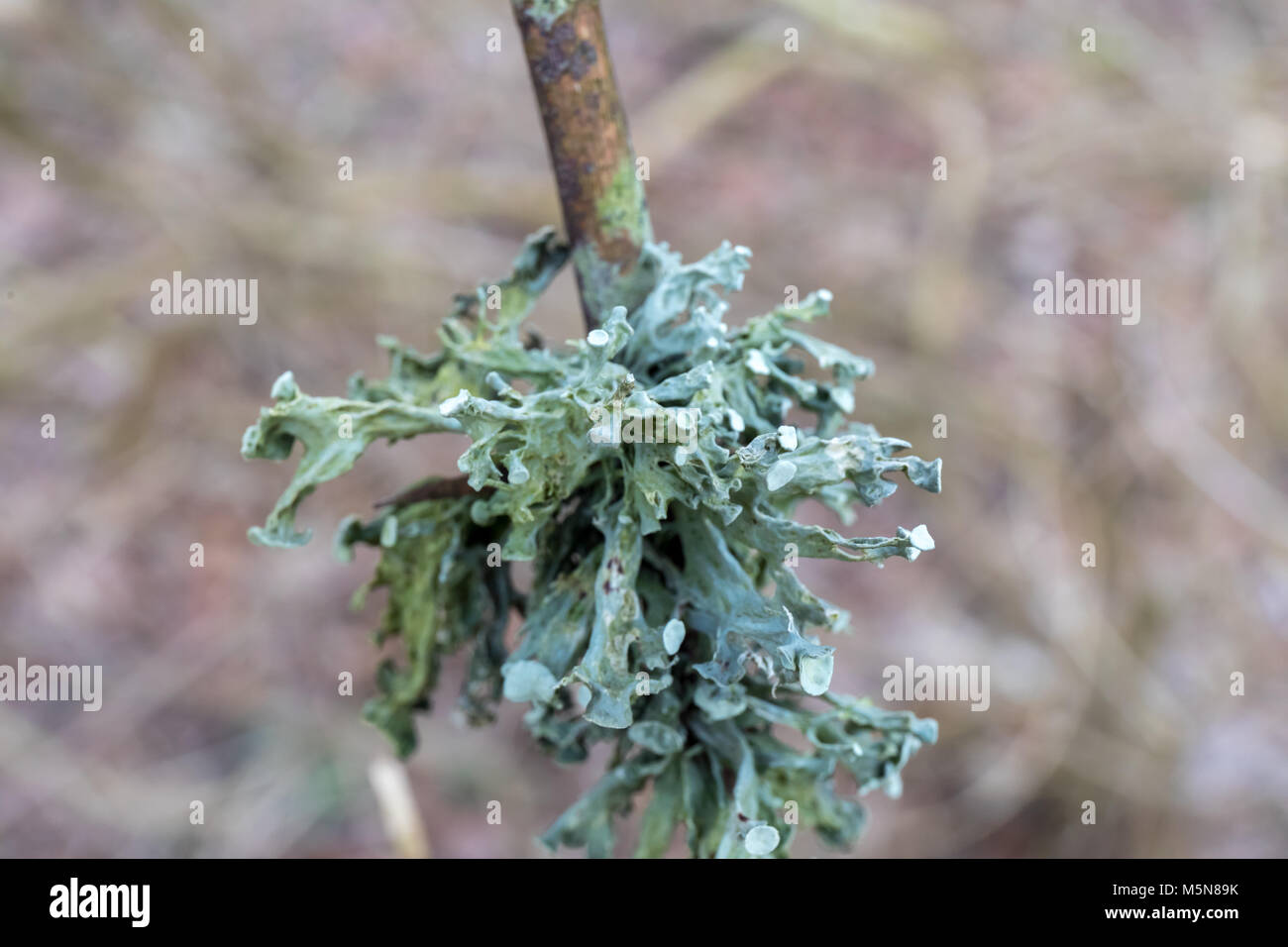 Il Lichen; Vendsyssel, Danimarca Foto Stock