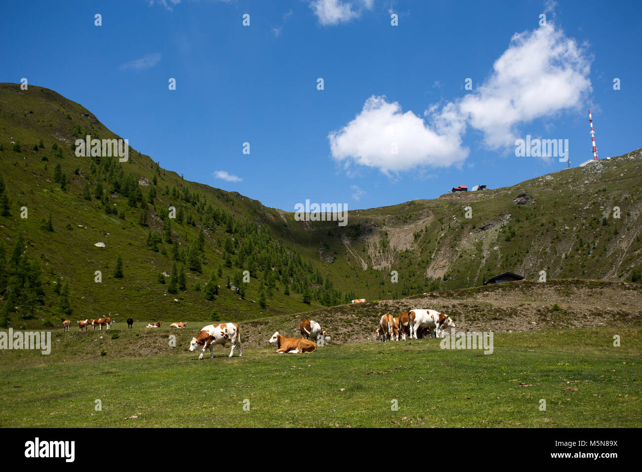 Latte di mucca e di bestiame sui pascoli di montagna nelle Alpi Foto Stock