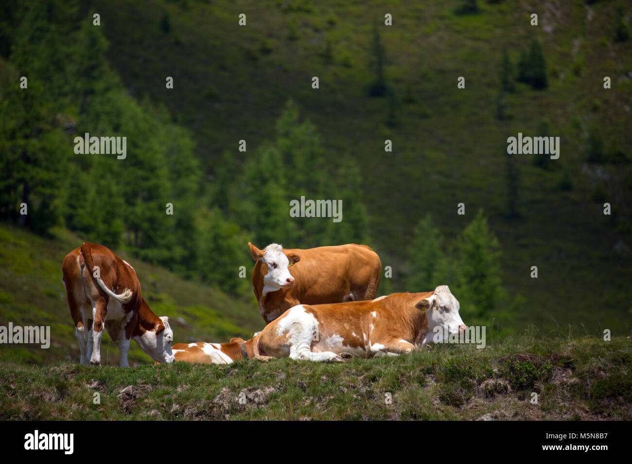 Latte di mucca e di bestiame sui pascoli di montagna nelle Alpi Foto Stock