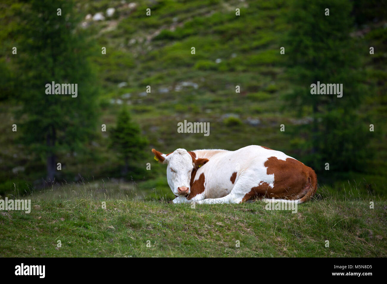 Latte di mucca e di bestiame sui pascoli di montagna nelle Alpi Foto Stock