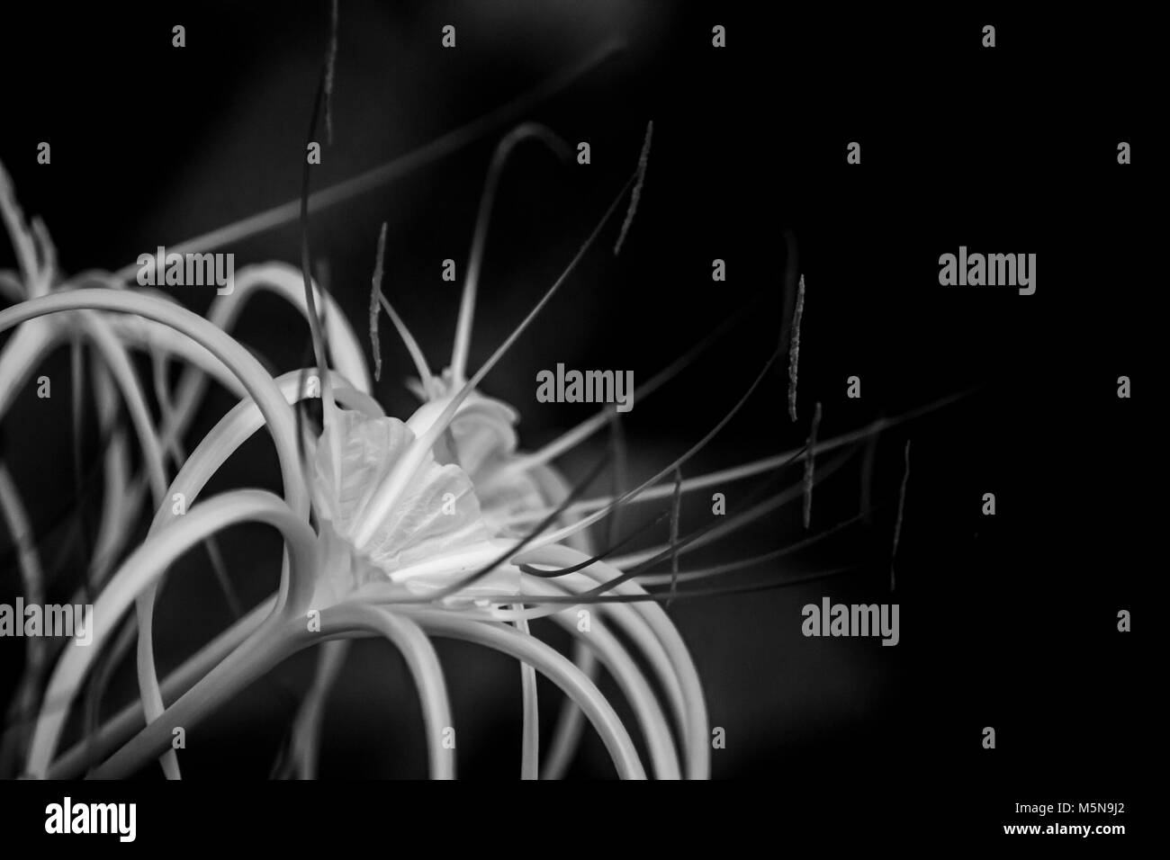 Fiore all'Eden Project in Cornovaglia Foto Stock