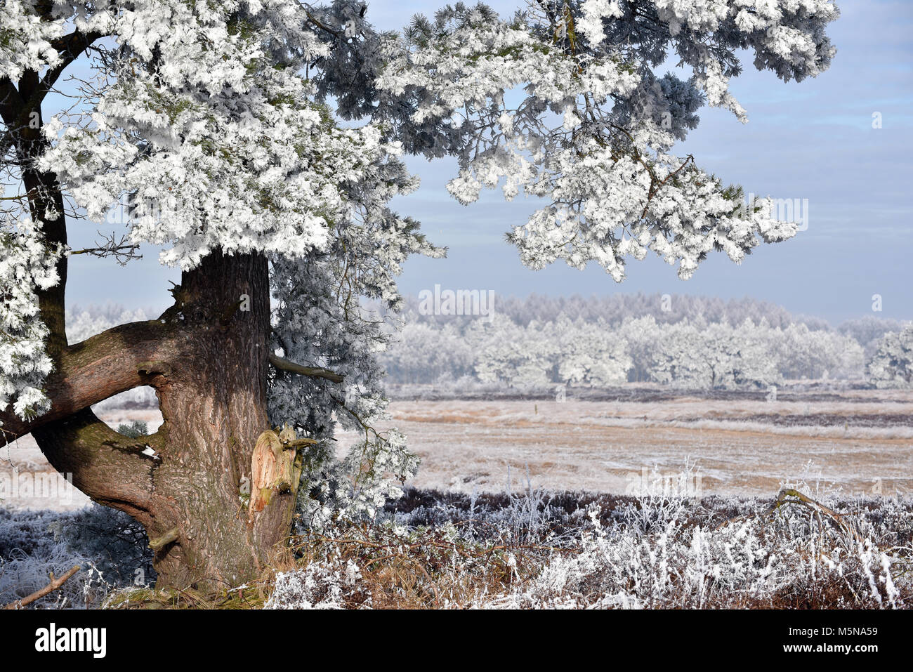 In inverno il paesaggio heath in Drenthe, Paesi Bassi Foto Stock