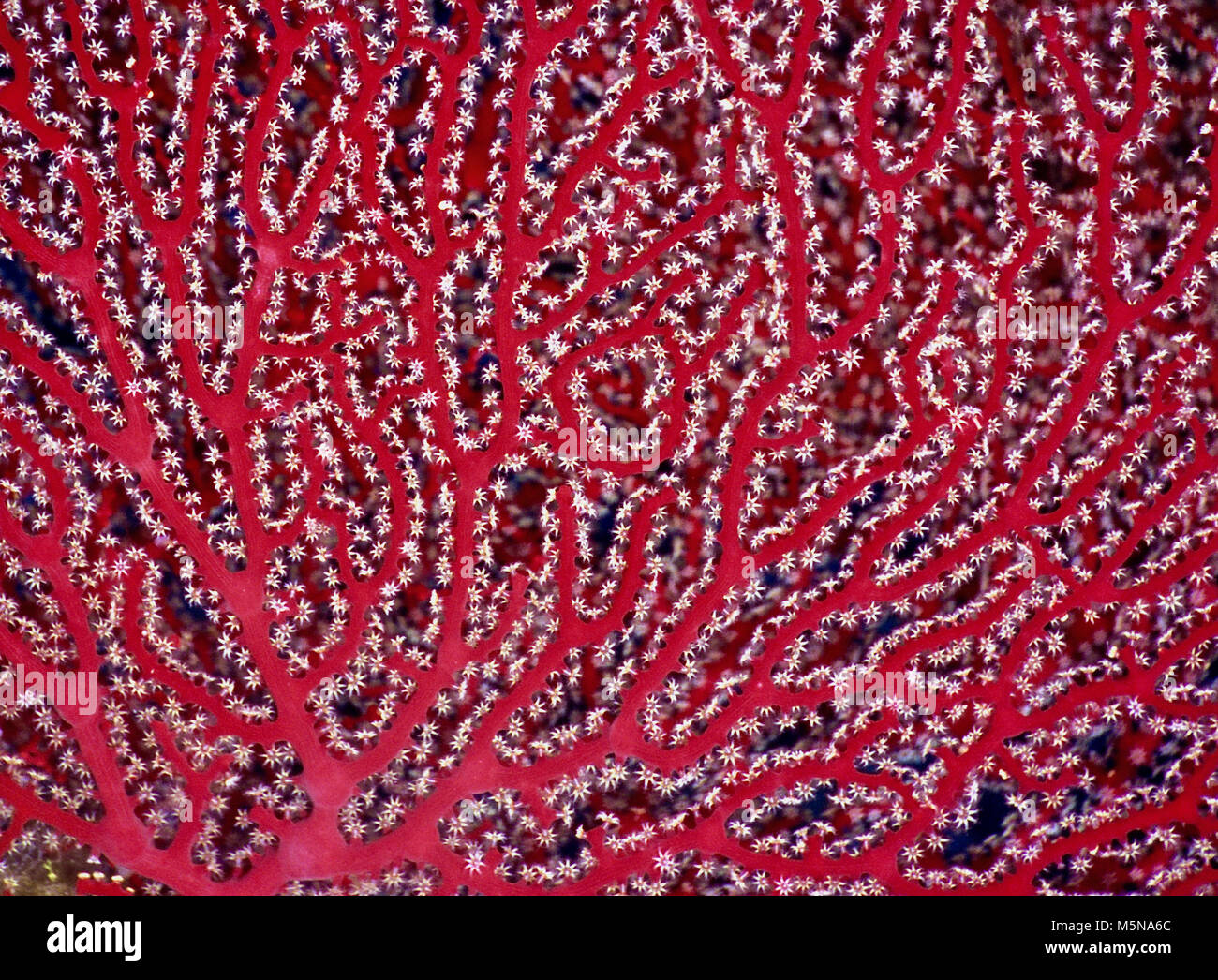 Questo è un ritratto di close-up di parte di un rosso corallo gorgonia (Acabaria splendens). Le sue centinaia di otto-tentacled polipi sono completamente esteso al fine di catturare microplankton. Ho la sensazione che questa colonia di minuscoli animali delicati, che vivono nel loro scheletro comunali, serve a illustrare la estrema fragilità e la bellezza delle foreste tropicali e sub-tropicali le barriere coralline. Purtroppo, tali barriere coralline stanno morendo. Essi sono i più vulnerabili del nostro pianeta e degli ecosistemi hanno una capacità molto limitata di adattarsi alle crescenti temperature acqua e acidificazione. Come tali, essi sono indicatori chiave del cambiamento climatico. Mar Rosso egiziano Foto Stock