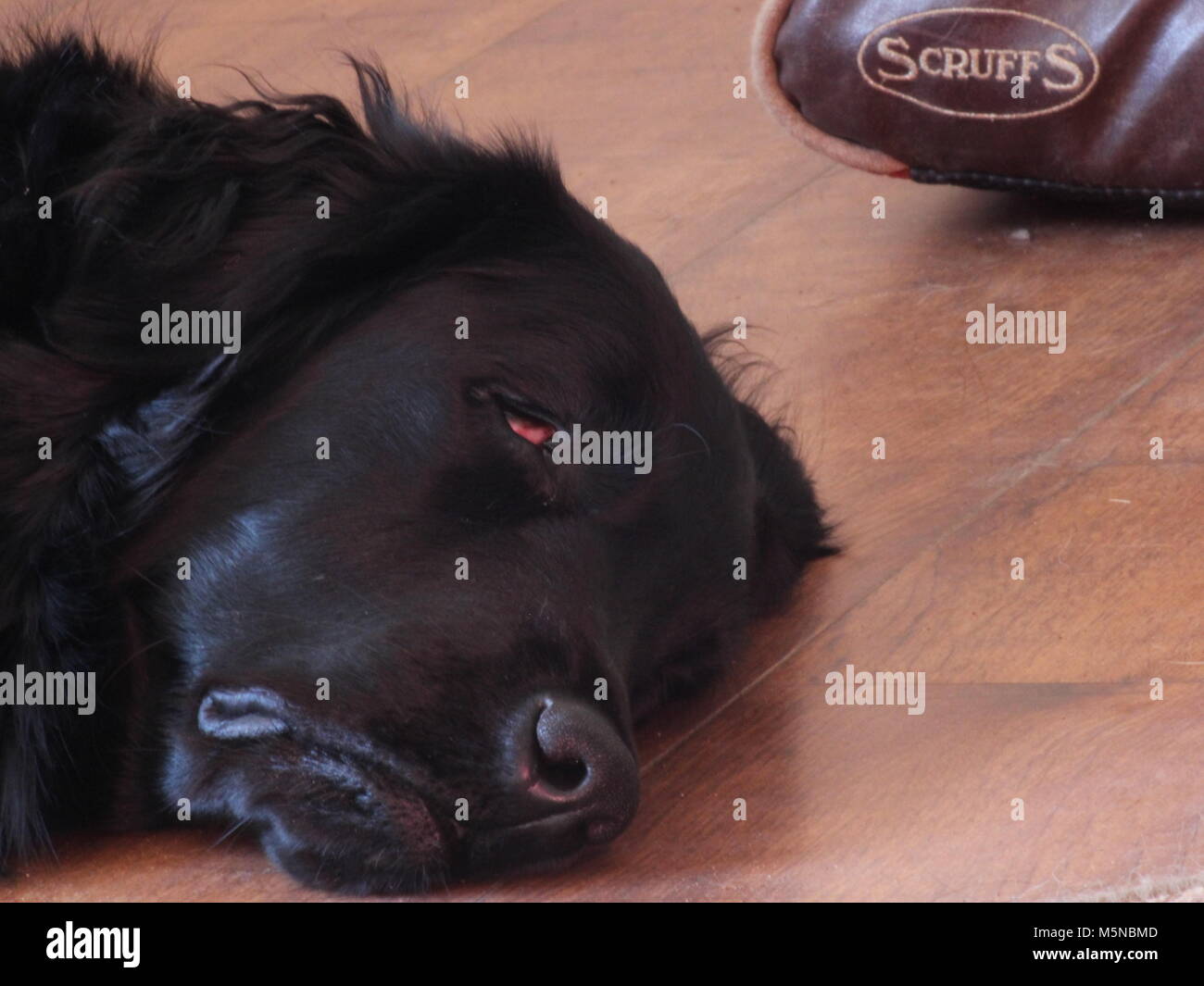 Piatto nero Coat Retriever dormire accanto al suo letto scruffs Foto Stock