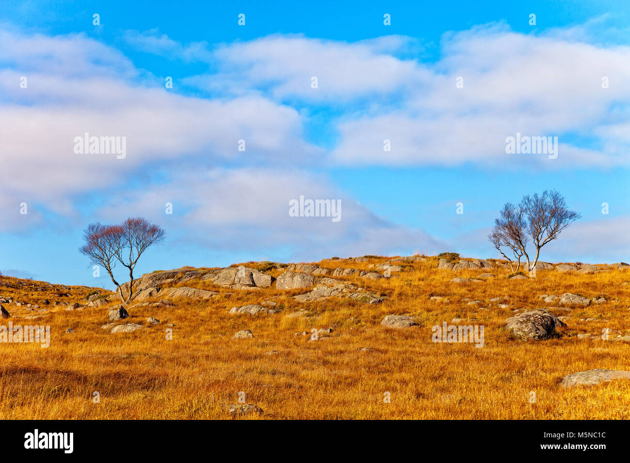 Norvegia paesaggio con alberi solitari sullo sfondo azzurro del cielo. Foto Stock