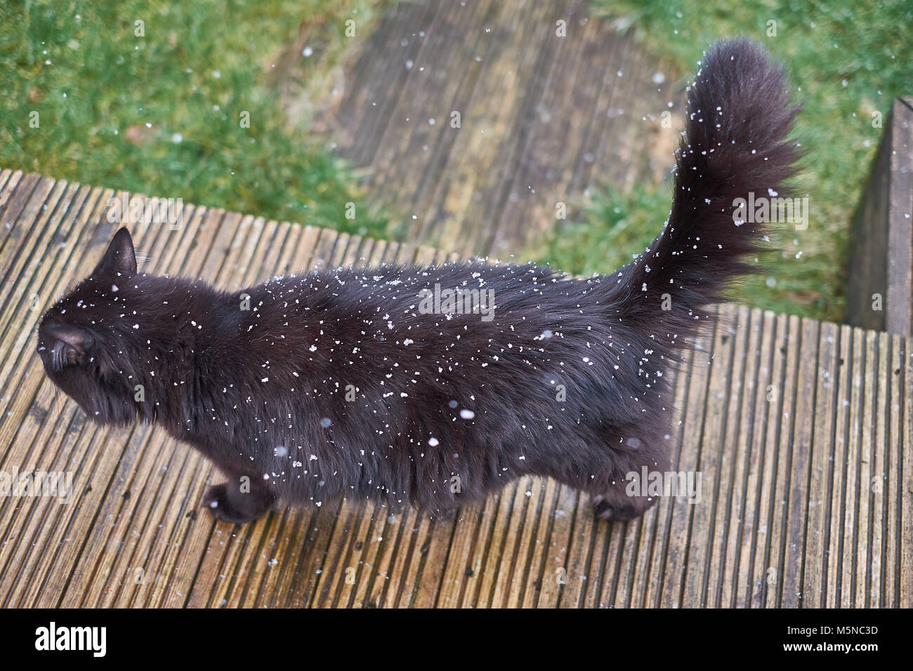 Gatto nero camminare nel giardino con la caduta della neve intorno, mostra il mantello nero. L'inizio di una nevicata con i fiocchi di neve evidenziata da gatti di pelo nero Foto Stock