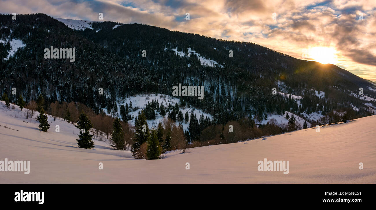 Panorama invernale in montagna a sunrise. colline boscose del crinale e alcuni alberi sulle piste innevate e Foto Stock