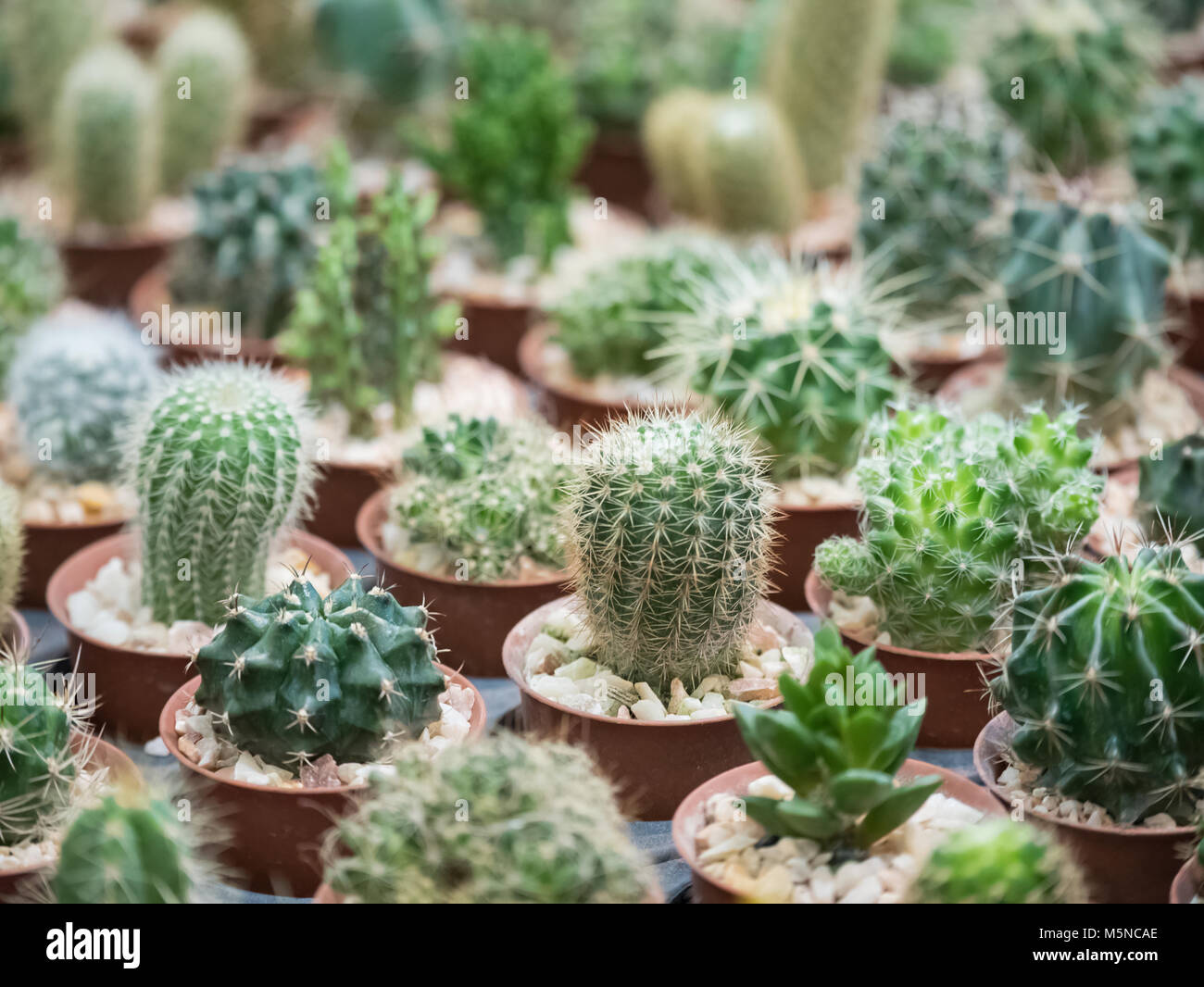 Collezione di Cactus in piccoli vasi, pianta verde per la decorazione Foto Stock