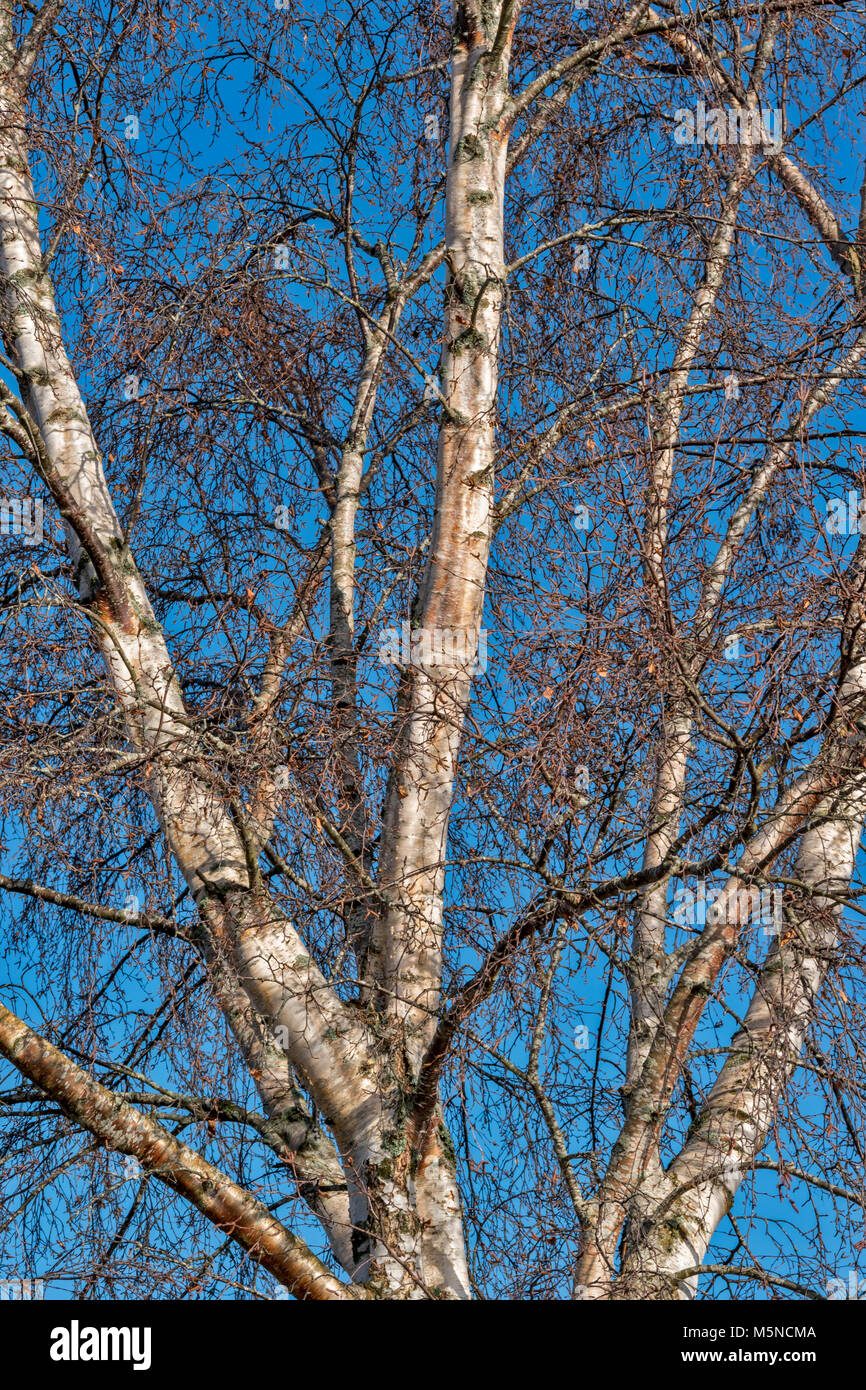Argento BETULLA Betula pendula in inverno con argento di corteccia e amenti Foto Stock