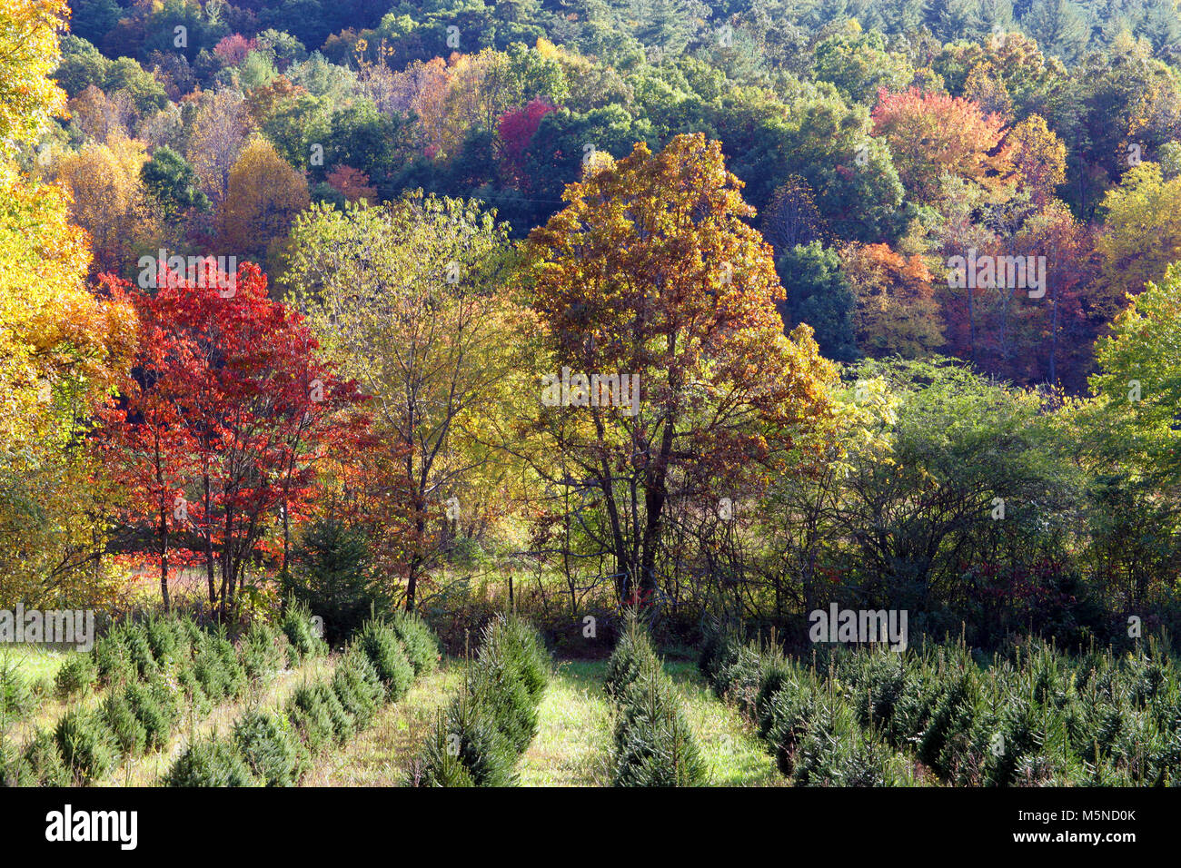 Una vista di caduta della Georgia campagna vicino a Blairsville, STATI UNITI D'AMERICA Foto Stock