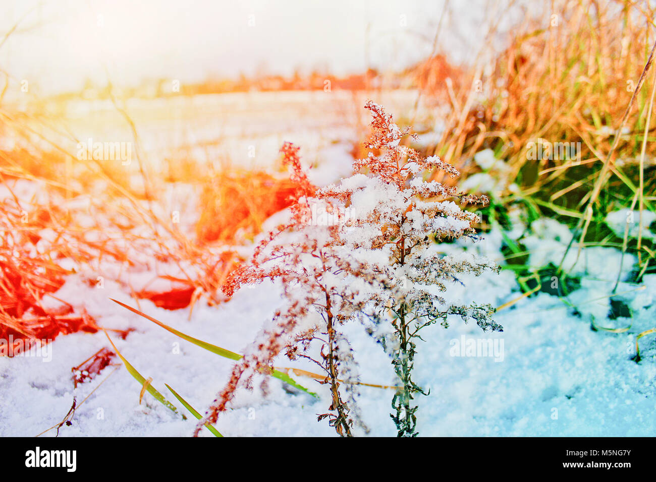 Fiore secco ed erba ricoperta di neve, colorata in blu e arancione Foto  stock - Alamy