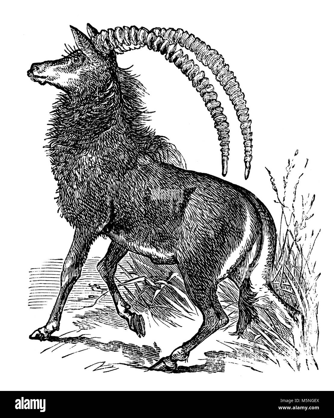 Restaurato digitalmente da un tardo XIX secolo enciclopedia. Foto Stock