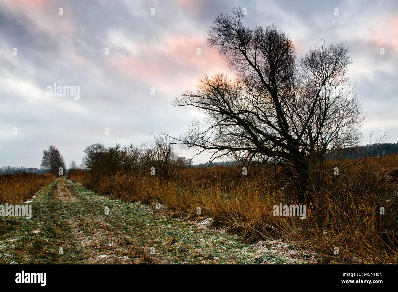 Paesaggio con un albero, su strada Foto Stock