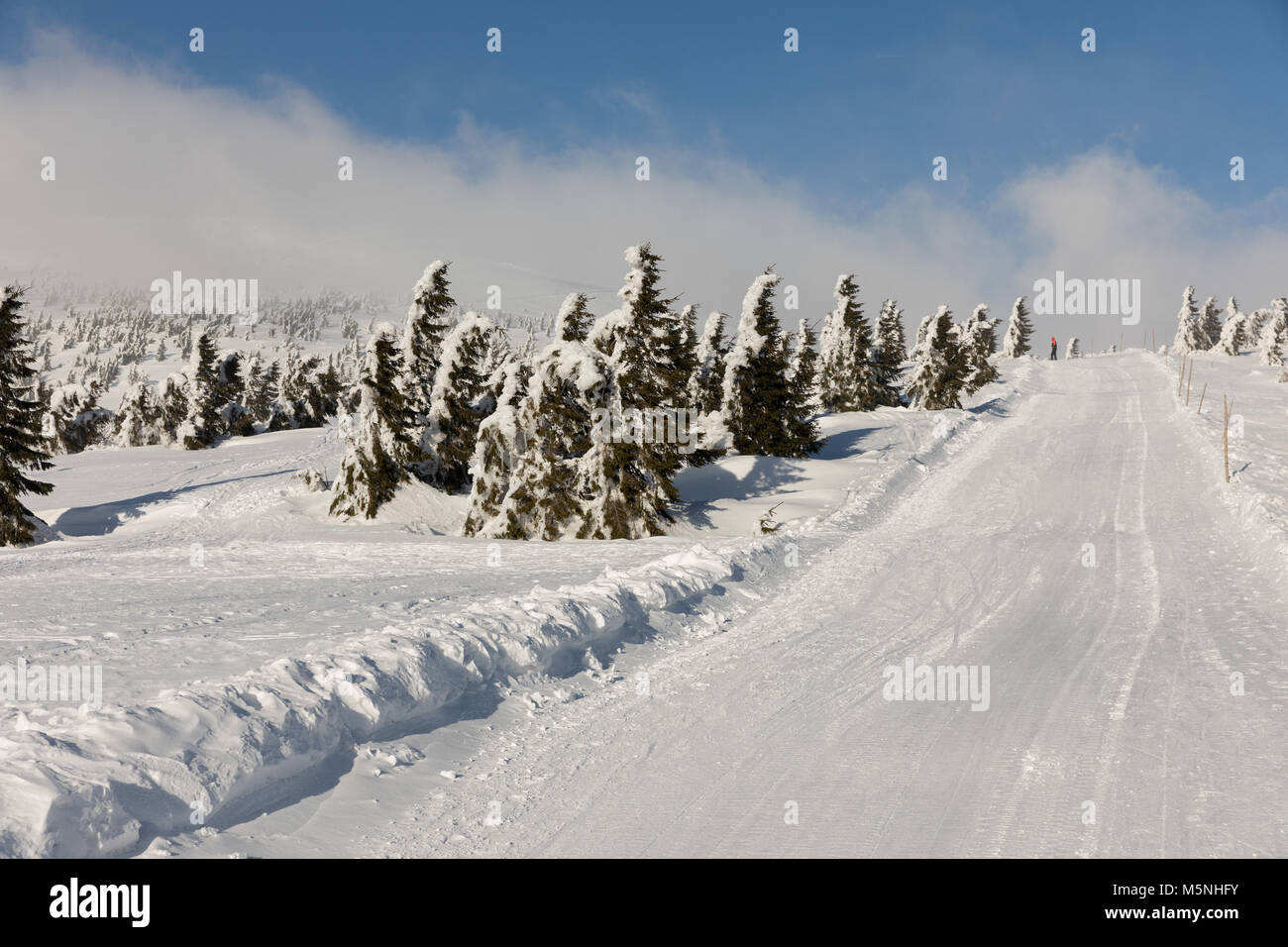 Incantevole paesaggio invernale Krkonos in una giornata di sole. In inverno le creste delle montagne di Krkonose. Alberi coperti di brina. Repubblica ceca Foto Stock