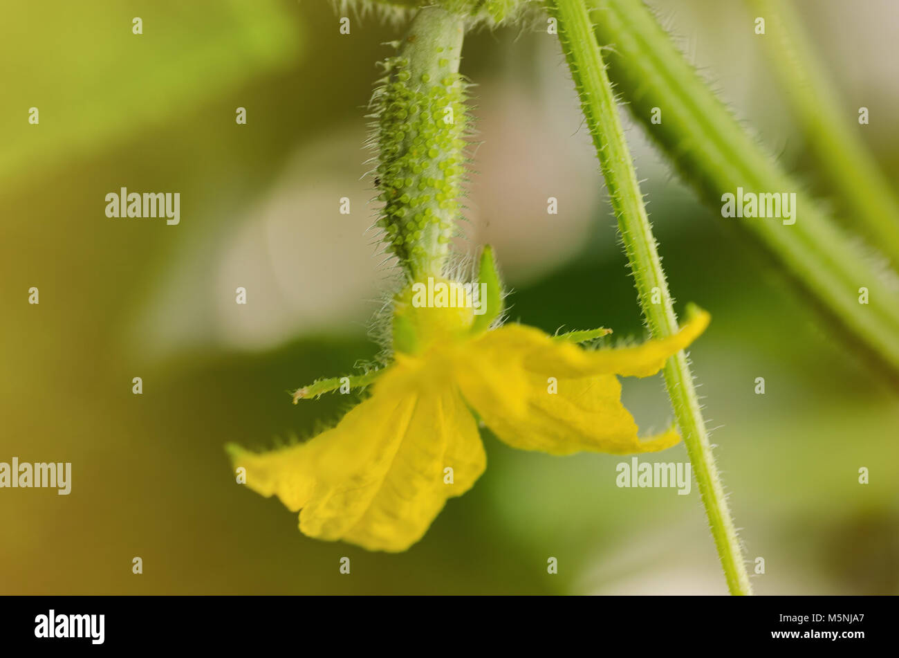 Un cetriolo piccolo con un fiore giallo. Il primo raccolto nel giardino. Foto Stock